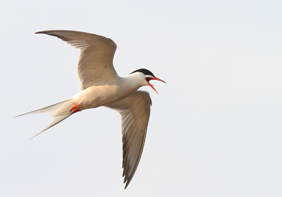 Common Tern 10