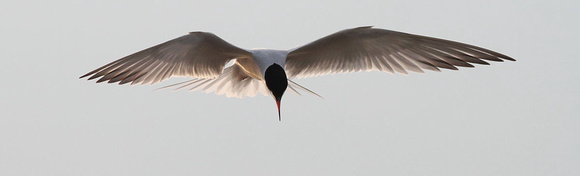 Common tern 11