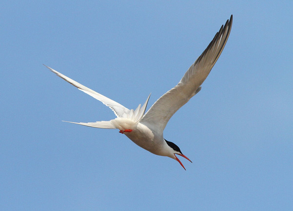 Common Tern Hay River