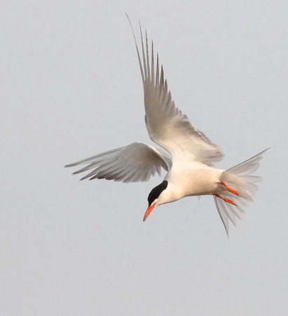 Common Tern 20