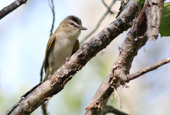 Red-eyed Vireo 2