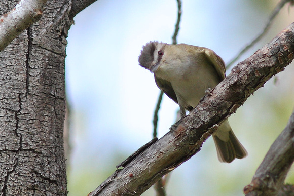 Red-eyed Vireo 3