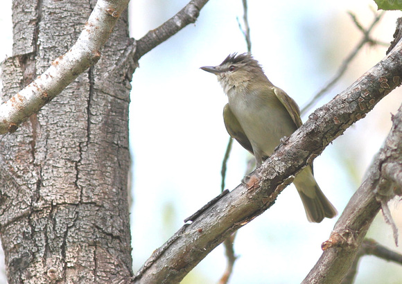 Red-eyed Vireo 4
