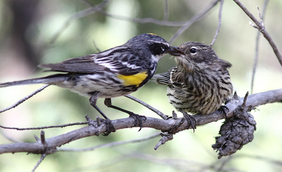 Yellow-rumped warbler feeding young 1