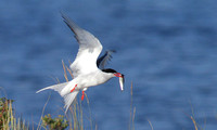 Arctic tern 6