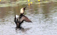 Pacific Loon 1