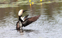 Pacific Loon 2