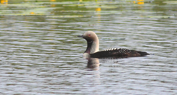 Pacific Loon 3