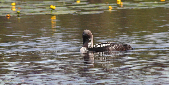 Pacific Loon 5