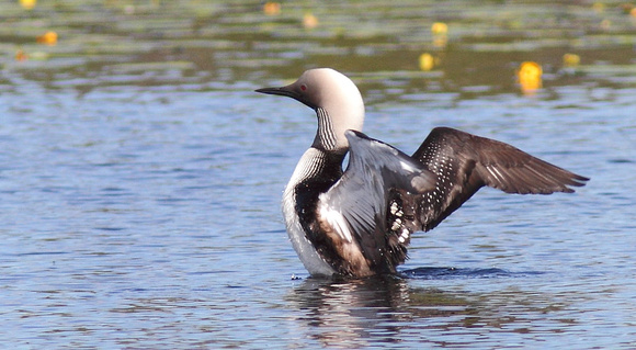 Pacific Loon 4