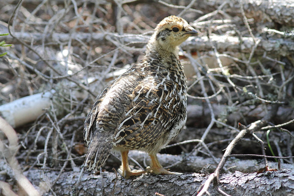 Spruce grouse 2 chick