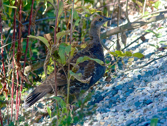 Sooty Grouse young  Sept 6 2014 Hemlock