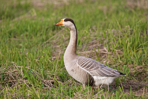Swan Goose Apr 12 2015 Wilband  1105