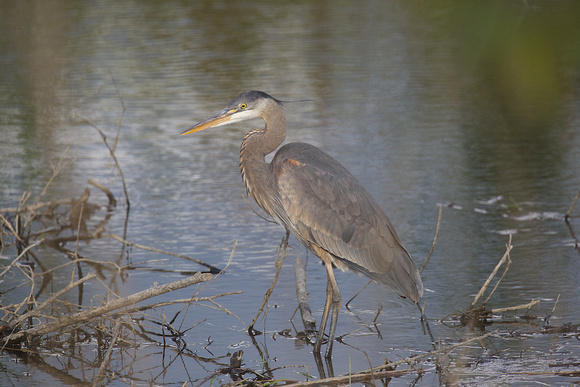 Great Blue Heron Apr 12 2015 Wilband  1100