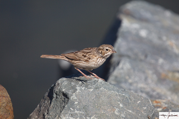 Vesper Sparrow Apr 20 2015 Harrison  1131