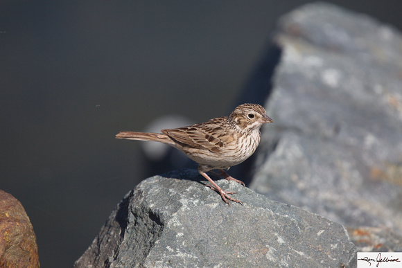 Vesper Sparrow Apr 20 2015 Harrison  1130