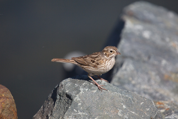 Vesper Sparrow Apr 20 2015 Harrison  1158