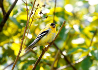 American Goldfinch May1 2015 Mission  1245
