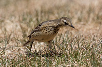 American Pipit May 4 2015 Manning  1276