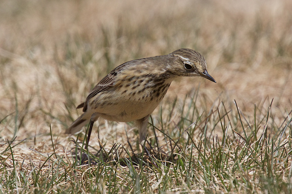 American Pipit May 4 2015 Manning  1276