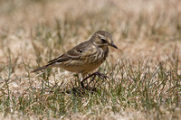 American Pipit May 4 2015 Manning  1277