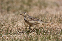 American Pipit May 4 2015 Manning  1275