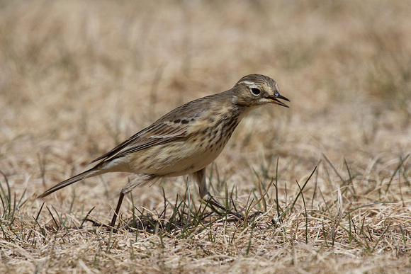 American Pipit May 4 2015 Manning  1274