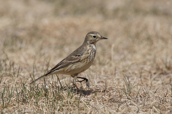 American Pipit May 4 2015 Manning  1273