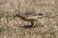 American Pipit May 4 2015 Manning  1271
