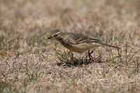 American Pipit May 4 2015 Manning  1270