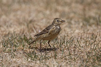 American Pipit May 4 2015 Manning  1268