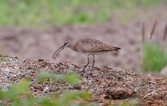 Whimbrel May 6 2015 8th and 184 st Surrey  1347