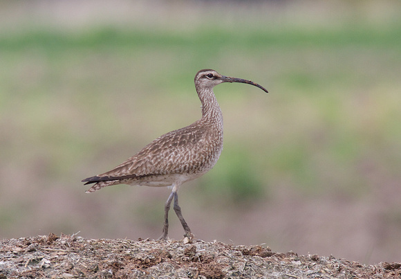 Whimbrel May 6 2015 8th and 184 st Surrey  1346