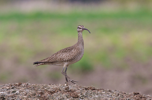 Whimbrel May 6 2015 8th and 184 st Surrey  1345