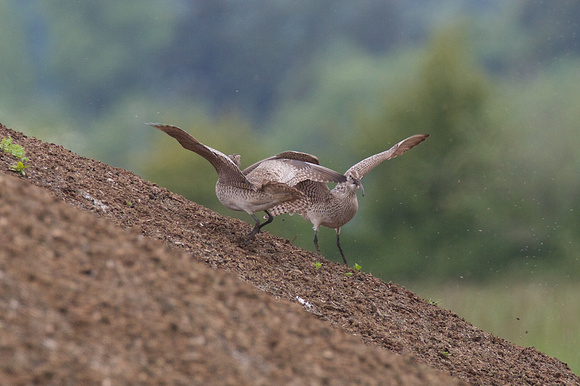 Whimbrel May 6 2015 8th and 184 st Surrey  1343