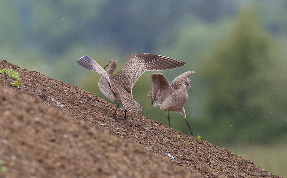 Whimbrel May 6 2015 8th and 184 st Surrey  1342