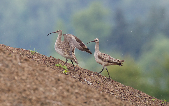 Whimbrel May 6 2015 8th and 184 st Surrey  1341