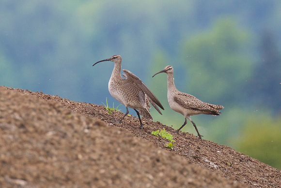 Whimbrel May 6 2015 8th and 184 st Surrey  1340