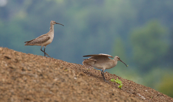 Whimbrel May 6 2015 8th and 184 st Surrey  1338