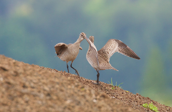 Whimbrel May 6 2015 8th and 184 st Surrey  1339