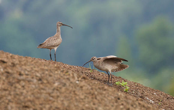 Whimbrel May 6 2015 8th and 184 st Surrey  1337