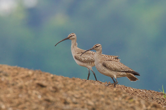 Whimbrel May 6 2015 8th and 184 st Surrey  1336