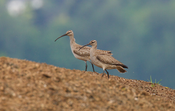 Whimbrel May 6 2015 8th and 184 st Surrey  1335