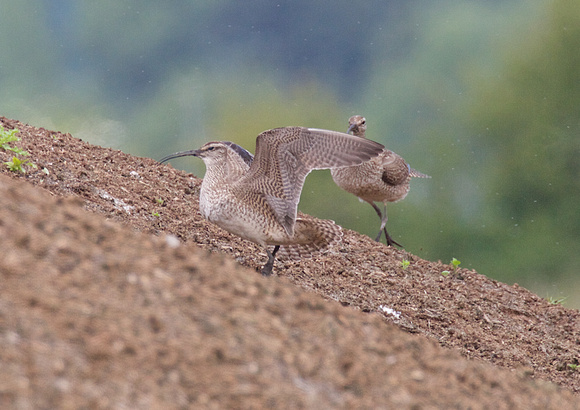Whimbrel May 6 2015 8th and 184 st Surrey  1333