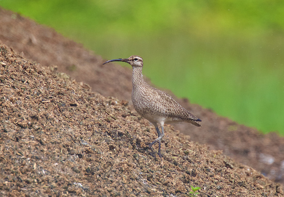 Whimbrel May 6 2015 8th and 184 st Surrey  1331
