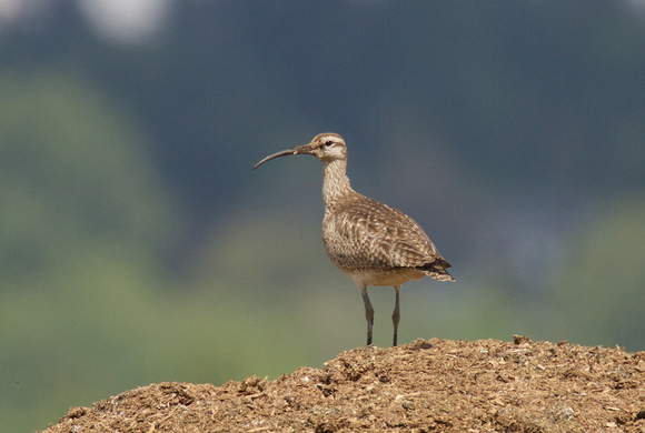 Whimbrel May 6 2015 8th and 184 st Surrey  1330