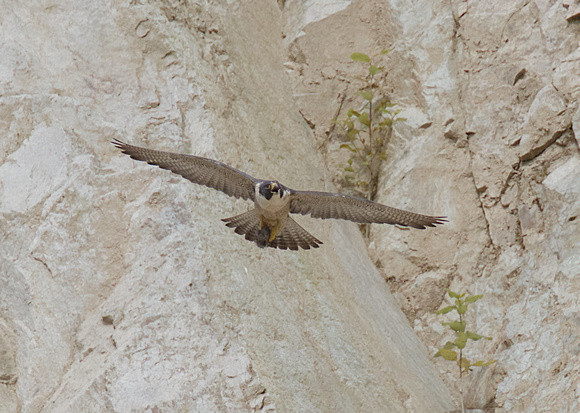 Peregrine Falcon Chicks June 18 2015  1600