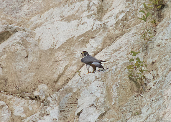 Peregrine Falcon Chicks June 18 2015  1598