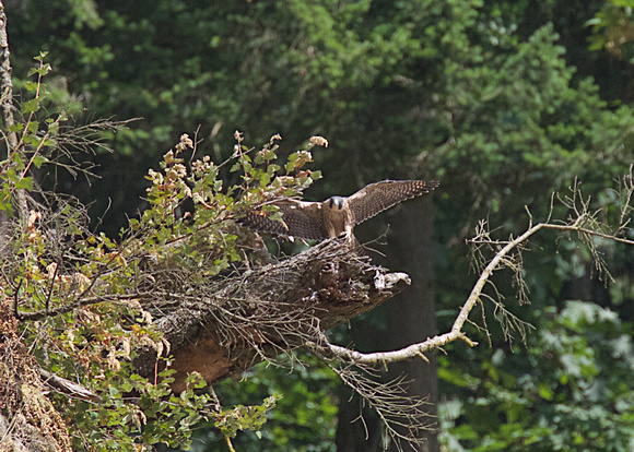 Peregrine Falcon Chicks June 18 2015  1596