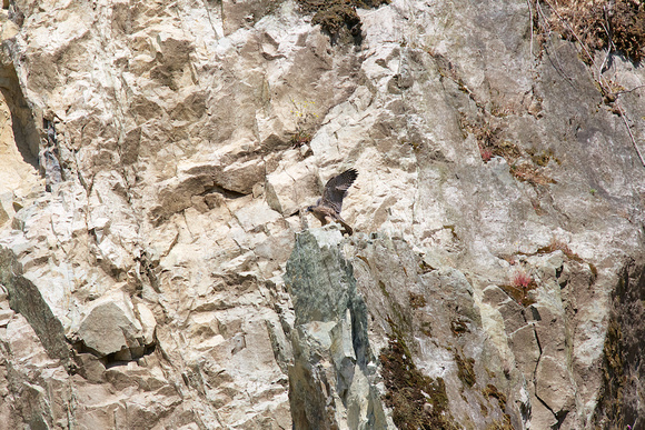 Peregrine Falcon Chicks June 18 2015  1590